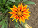 gazania
