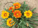 gazania