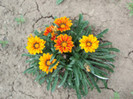 gazania