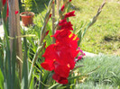gladiole rosii