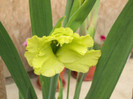 gladiola vernila
