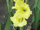 gladiola vernila