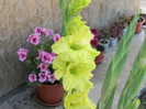 gladiola vernila