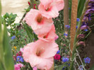 gladiola Coral Lace