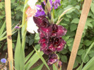 gladiola Black Surprise