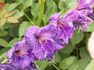 gladiole