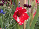 gladiola zizanie