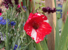 gladiola zizanie