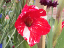 gladiola zizanie