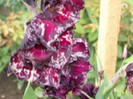gladiola Black Surprise