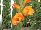 gladiole