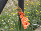 gladiole