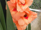 gladiole