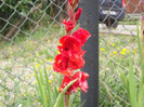 gladiole