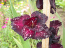 gladiola Black Surprise