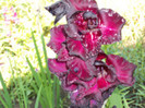 gladiole