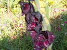 gladiola Black Surprise