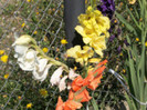 gladiole
