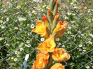 gladiole