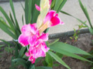 gladiole
