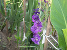 gladiole