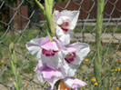 gladiole