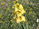 gladiola Jacksonville Gold