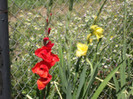 gladiole