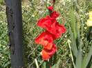gladiole