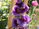 gladiola Passos