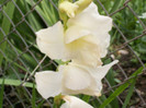 gladiole