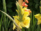 gladiola Jacksonville Gold