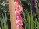 gladiole