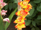 gladiole