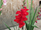gladiole