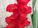 gladiole