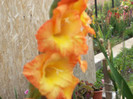 gladiole