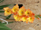 gladiole