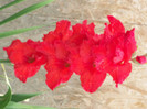 gladiole