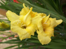 gladiola Jacksonville Gold