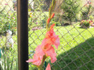 gladiole
