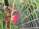 gladiole
