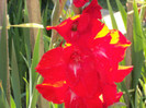 gladiole