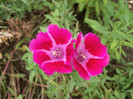 godetia
