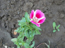 godetia