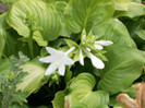 hosta