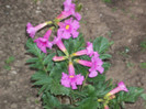 incarvillea