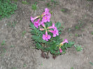 incarvillea