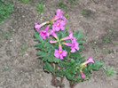 incarvillea