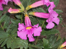incarvillea